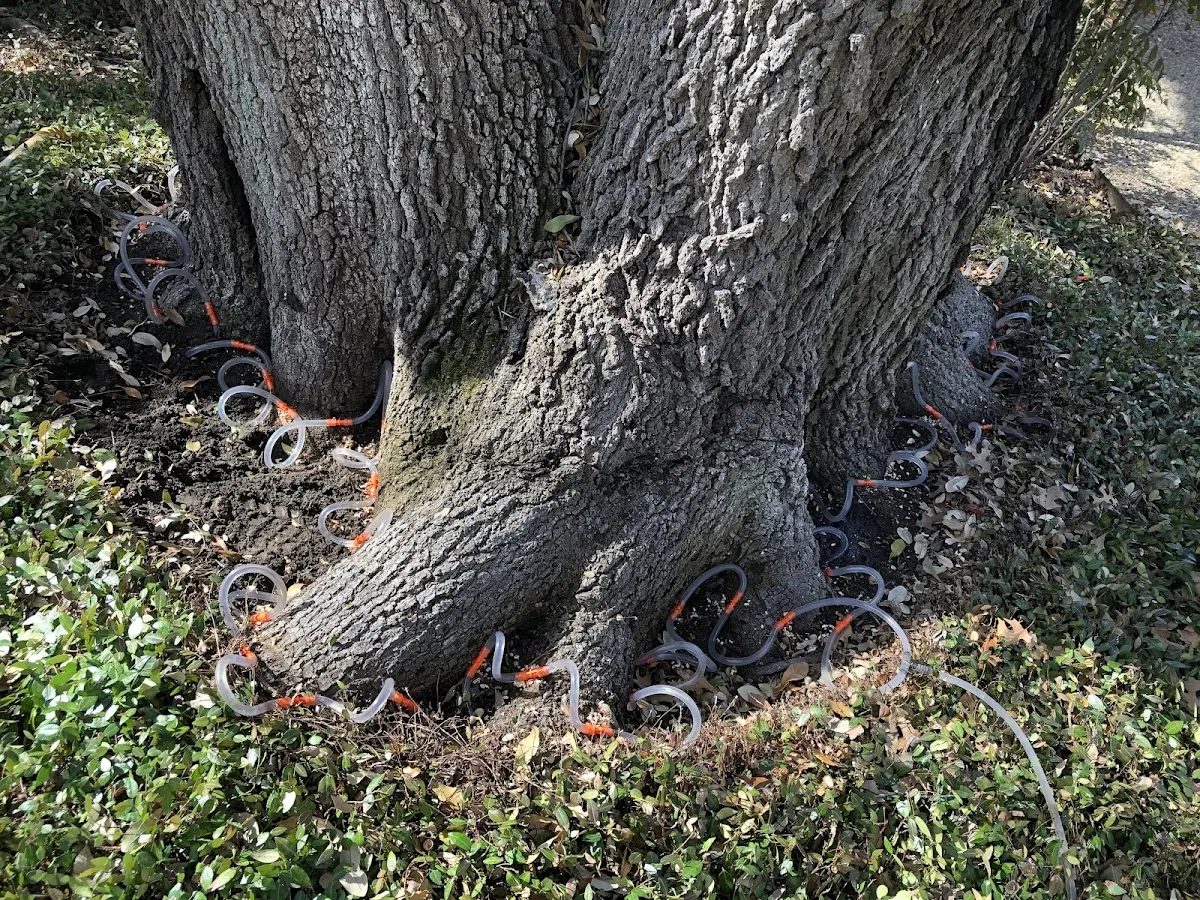 Detailed Tree Cabling and Bracing job site in Looneyville