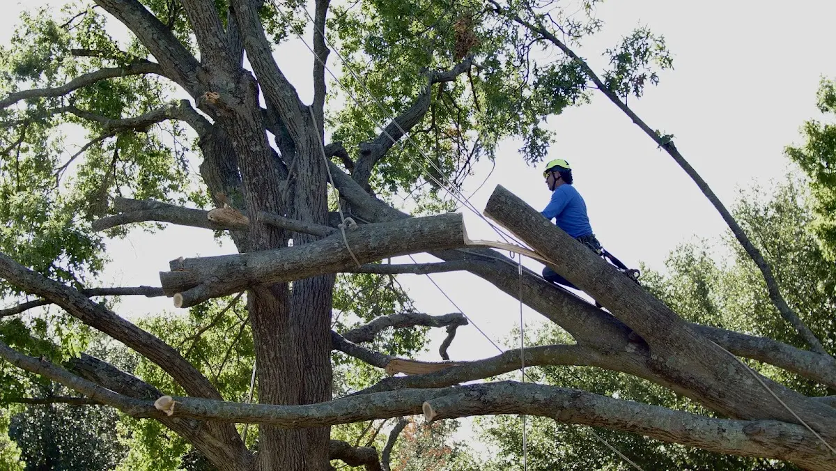 Professional Hazardous Tree Removal performed by certified arborists in Looneyville
