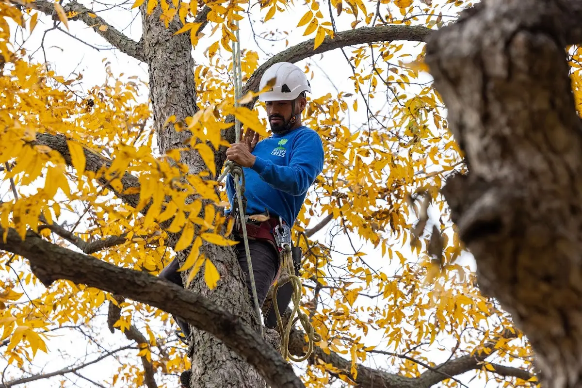 Skilled Tree Pruning crew working in Looneyville