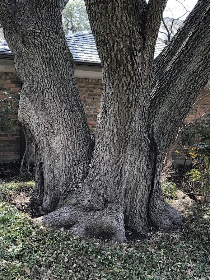 Mature heritage tree close to a Looneyville property cared for by certified arborists